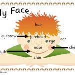 خرید و دانلود نسخه کامل کتاب Словарь – картинка – My face