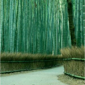 خرید و دانلود نسخه کامل کتاب Japanese Economic Development: Markets, Norms, Structures