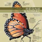 خرید و دانلود نسخه کامل کتاب Le Dictionnaire Visual Définitions. Règne Animal. Français- Anglais