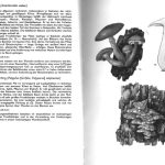 خرید و دانلود نسخه کامل کتاب Pflanzenschutz im Garten Obst – Wein – Gemüse