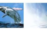 خرید و دانلود نسخه کامل کتاب The Inuit/ Flashcards