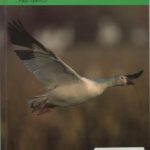 خرید و دانلود نسخه کامل کتاب The Snow Goose and Other Stories