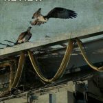 خرید و دانلود نسخه کامل کتاب Black and Green Review