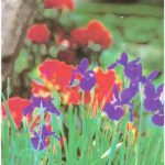 خرید و دانلود نسخه کامل کتاب Essentials of Buddhism