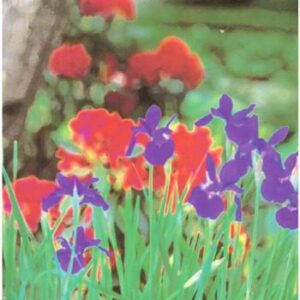 خرید و دانلود نسخه کامل کتاب Essentials of Buddhism