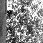 خرید و دانلود نسخه کامل کتاب Les Soirées de Saint-Pétersbourg