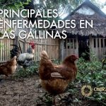 خرید و دانلود نسخه کامل کتاب Principales enfermedades en las gallinas