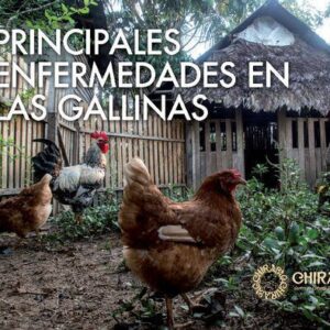 خرید و دانلود نسخه کامل کتاب Principales enfermedades en las gallinas