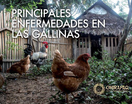 خرید و دانلود نسخه کامل کتاب Principales enfermedades en las gallinas_68e32b2de16f2.jpeg خرید و دانلود نسخه کامل کتاب Principales enfermedades en las gallinas
