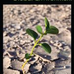 خرید و دانلود نسخه کامل کتاب Protecting the Global Environment