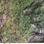 خرید و دانلود نسخه کامل کتاب Shadow of the Colossus