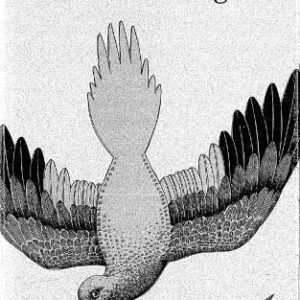 خرید و دانلود نسخه کامل کتاب Stable Peace