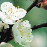 خرید و دانلود نسخه کامل کتاب The Denkōroku, or, The record of the transmission of the light