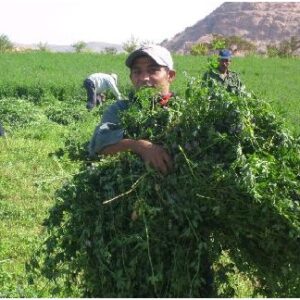 خرید و دانلود فایل طرح توجیهی کشت یونجه | سورنا بوک