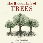 خرید و دانلود نسخه کامل کتاب صوتی انگلیسی زندگی پنهان درختان، اثر پیتر وولبن The Hidden Life of Trees: What They Feel, How They Communicate – Discoveries from a Secret World by Peter Wohlleben