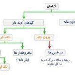 خرید و دانلود نسخه کامل جزوه گیاه شناسی 2 رده بندی گیاهی