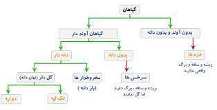 خرید و دانلود نسخه کامل جزوه گیاه شناسی 2 رده بندی گیاهی_6a65d6d9ca692.jpeg خرید و دانلود نسخه کامل جزوه گیاه شناسی 2 رده بندی گیاهی - تصویر 1